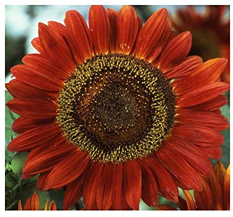 Helianthus annuus Red Sun - Tournesol soleil rouge - 10 graines