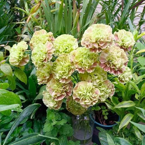 semi di chiodi di garofano arbusto di farfalle acquistare semi giardino interni perenne resistenti tagliati balcone, perenne resistenti bonsái 450pcs