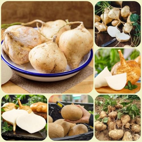 Semillas de jícama, Pachyrhizus erosus, organicas Semillas de jícama de frijol ñame, 200pcs