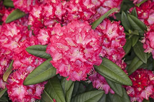 Rhododendron Hybride 'Nofretete' 30–40 cm – Winterhart, Immergrün, Pflegeleicht – Rhododendron – Zierstrauch für Garten & Kübel