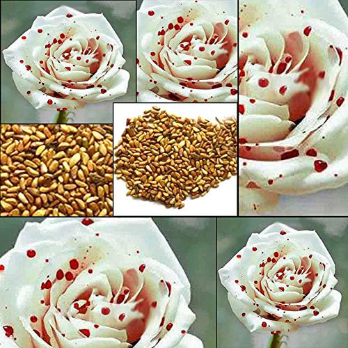 200 Stück seltene weiße Rosensamen für Zuhause, Garten, Dekoration, Pflanzensamen für Frauen, Männer, Kinder, Anfänger, Gärtner Geschenk