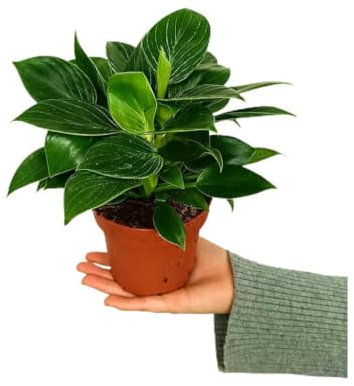 Garden Center Shop | Philodendron White Birkin M12 25 cm | Follaje Variegado Blanco y Verde | Planta Natural de Interior Compacta y Sofisticada