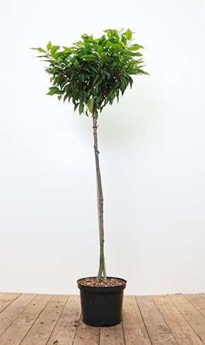 Prunus lusitanica 'Angustifolia' 80 cm Stammhöhe – Immergrün, Winterhart, Pflegeleicht – Portugiesischer Kirschlorbeer – Heckenpflanze für Garten & Sichtschutz