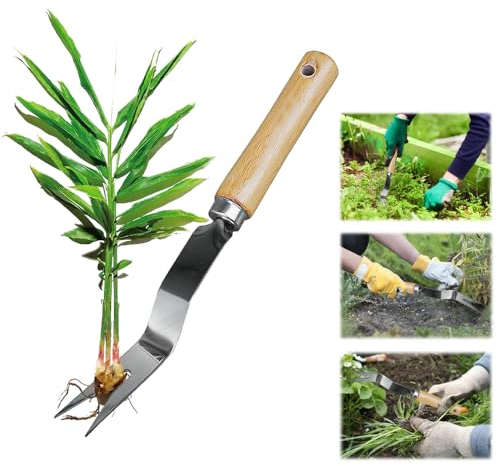 BUENTYA Outil de Désherbage Manuel avec Manche en Bois, Arracheur Mauvaise Herbe en Aciers Inoxydables, Couteau Arrache Racine Manuel, Outils Jardinage pour Pissenlit, Mauvaise Herbe, Fleurs, Plantes