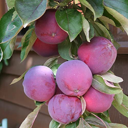 Bare Root Apple Tree Columnar 'Purple Haze' ® Malus Hardy Shrub Self-Fertile Eating Apple Purple Fruits with Red Flesh M26 Rootstock Easy to Grow Your Own Garden Fruit by Thompson and Morgan