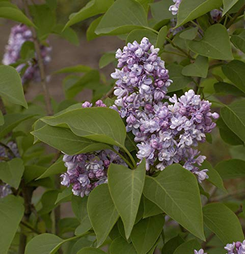Hochstamm Edelflieder Katharine Havemeyer 80-100cm - Syringa vulgaris
