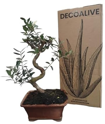 Planta Viva Bonsái Olivo DECOALIVE Planta Natural Exterior e Interior