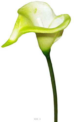 Artificielles - Arum Calla Fleur Verte h 42 cm Superbe - Choisissez Votre Coloris: Vert