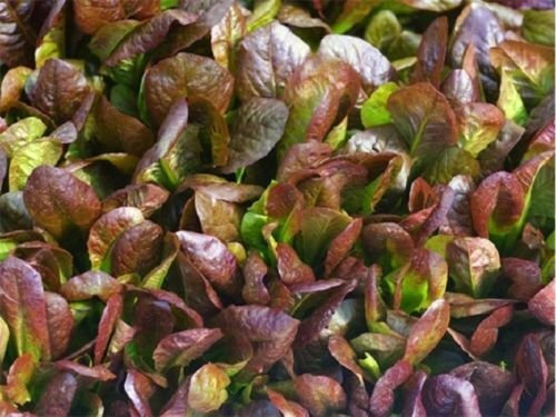 Romaine Cimmarron laitue 100 graines