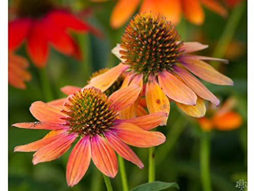 3 x Echinacea purpurea 'Lakota Orange' (Stauden/Staude/Mehrjährig/Winterhart) Oranger Purpursonnenhut - Ein Sommertraum in leuchtender Farbe - sehr Insekten- und Bienenfreundlich - von Stauden Gänge