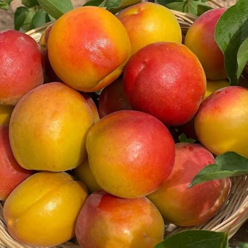 Comprar semillas de albaricoquero - perennes resistentes perenne para balcones 10pcs