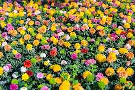 Pianta di crisantemo colore misto vaso 12cm bellissima Terre di Romagna Made in Italy