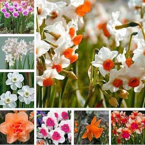 Narcissus Bulbs for Planting Now UK,Strong Plants That Grow Well,Daffodil Bulbs,Flowering Rhizome,Greening Flower,Excellent Display Indoor Perennial,Balcony Garden Bulbs.-4Bulbs-H