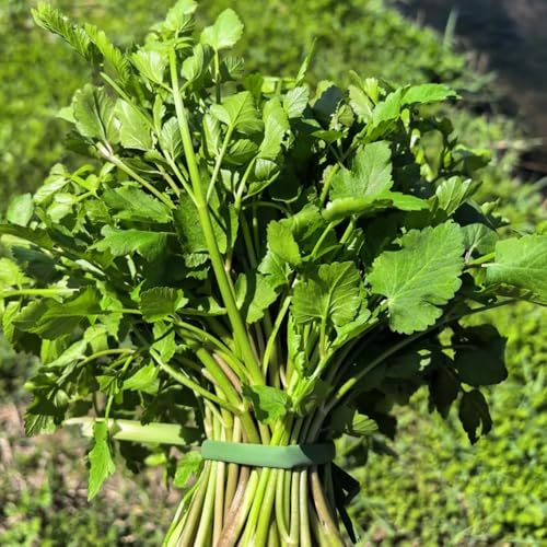 coltivazione di crescione giardino di aromatiche tappezzanti balcone semi crescione invernali, aromatiche d'appartamento rare verdi da giardino 600semi
