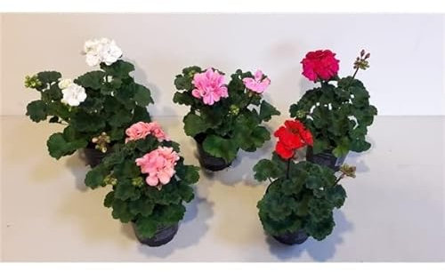 Geranio - Pack 5 Plantas Vivas - Pelargonium con Flores de Colores Geranios Naturales