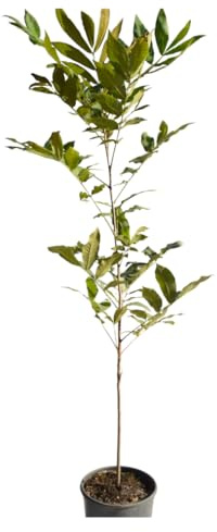 Vivaio Garden Forest, Carya illinoinensis (Noce Pecan) – Albero da frutto e ornamentale da esterno, Pianta decidua rustica, Produzione di noci pecan, Ideale per giardino e frutteto