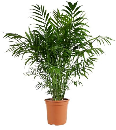 Bloomique - Chamaedorea Elegans - Bergpalme - Zimmerpflanzen - Pflegeleicht - Haustierfreundlich - Höhe 80-100 cm - Topf 20 cm