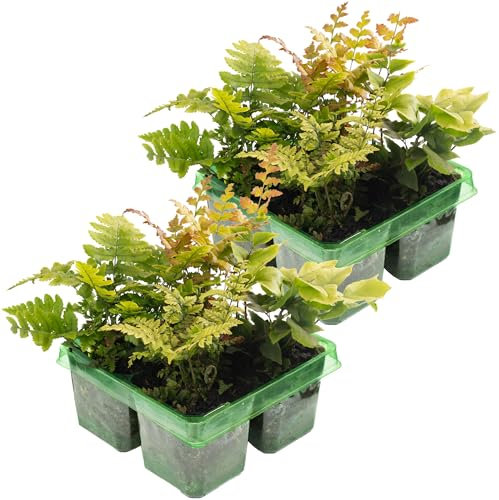 Fern Plant Mix Pack - Collection of Shade Loving Plants Outdoor Garden Ready Hardy and Easy to Grow - Live Perennial Plants for Adding Greenery to Beds, Borders, Woodland, and Containers (8 Pack)