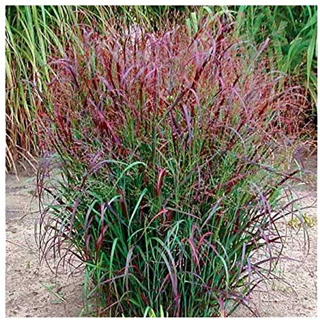 1 x Panicum virgatum 'Squaw' im 1 Liter Topf (Ziergras/Gräser/Winterhart/Mehrjährig/Staude/Stauden) Feuerrote Rutenhirse - Ziergras mit leuchtendem Farbenspiel - von Stauden Gänge