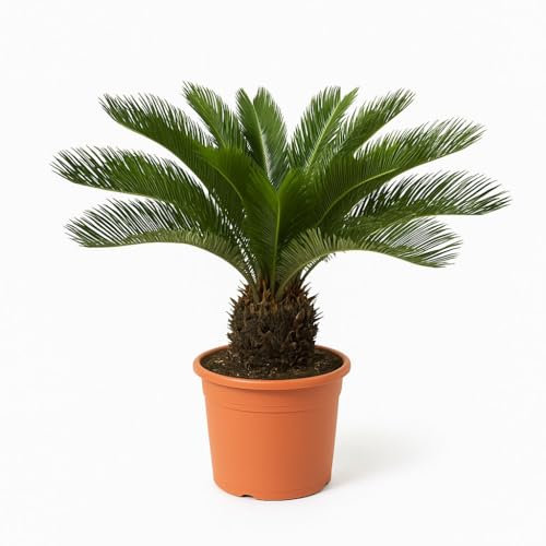 Trendyplants - Cycas Revoluta - Palmier sagou japonais - Plante de jardin - Hauteur 60-80 cm - Taille du pot Ø24cm