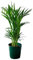 SMPLY - Palmera Areca Chrysalidocarpus Lutescens Planta Natural de Interior para Decoración de Hogar En Maceta de 13cm - Palmera Natural
