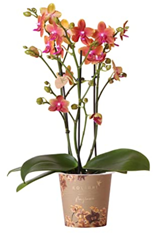Kolibri Orchids | orange duftende Phalaenopsis-Orchidee - Duftorange - Topfgröße Ø12cm | blühende Zimmerpflanze - frisch vom Züchter
