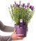 Planta de Lavanda en Maceta - Una Planta Fuerte y Resistente que Crece con Fácil Cuidado
