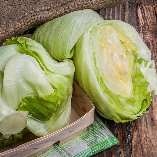Semillas de lechuga iceberg, variedades antiguas de jardin de comprar de invierno 100pcs