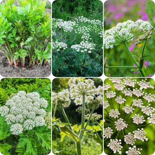 500 pcs Liebstöckel Samen Bio - balkon blumensamen biosaatgut Liebstöckel Pflanze - Levisticum officinale - kräutergarten indoor exotische pflanzen herbs saat winterharte stauden mehrjährig