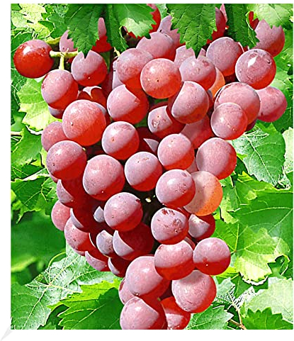 BALDUR Garten Kernlose Tafel-Trauben 'Vanessa®', Weinreben rot, 1 Pflanze, Vitis vinifera, Weintrauben kernlos, winterhart, mehrjährig, Pilzfeste Sorte
