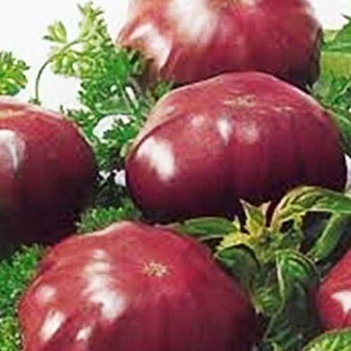 Benoon Semillas De Tomate Morado, 1 Bolsa Semillas De Tomate Morado Semillas De Tomate Productivas Y Productivas De Alto Rendimiento NO OGM Para El Hogar Semillas de tomate morado