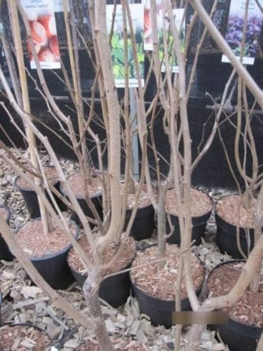 Corylus avellana Englische Riesen - Haselnuss Englische Riesen