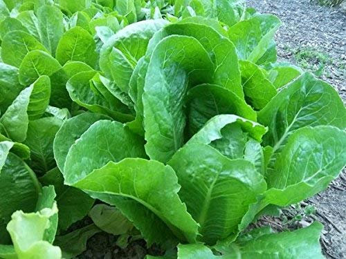 50 graines de laitue de légumes Parris Island
