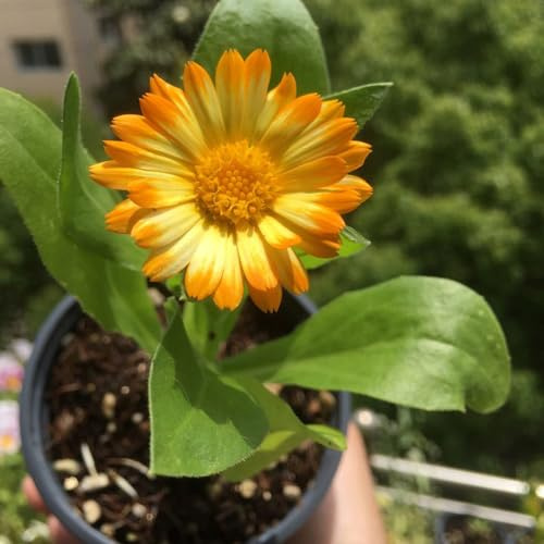 calendula - resistenti esterno in vaso semi di calendula d'appartamento rare balcone recisi primaverili, resistenti in vaso Decorazioni autunnali per un 550semi