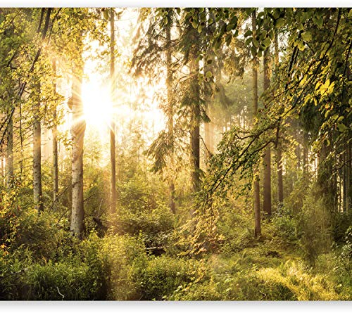 murando - Vlies Fototapete Wald 350x256cm Foto Tapete Wohnzimmer Vliestapete XXL Motivtapeten Bildtapete 3d Effekt Wand Dekoration - Wald Landschaft Natur Grün Bäume Sonnenuntergang c-C-0032-a-c