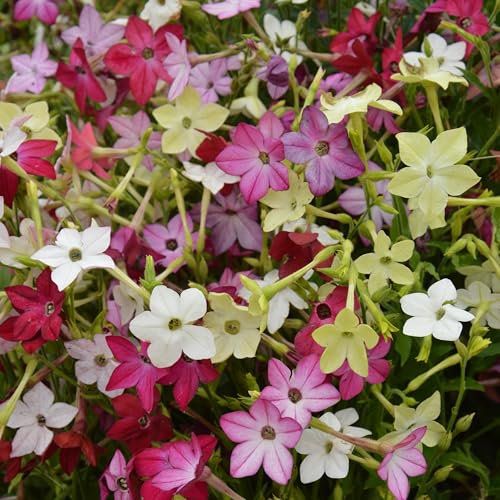PREMIER SEEDS DIRECT - Nicotiana ALATA - Sensation Mixed - 0.8 GRAM ~ 4800 Seeds - Flowering Tobacco