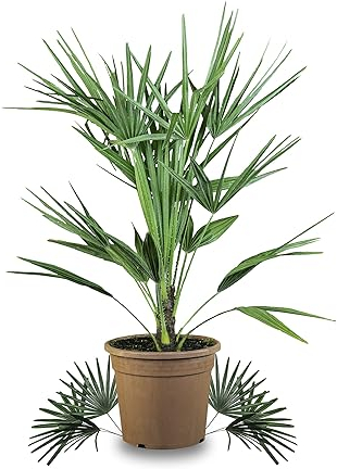 Meine Orangerie 'Mittelmeer Zwergpalme' - Winterharte Palme - Frosthart bis -12 Grad - Europäische Zwergpalme winterhart - Chamaerops humilis - winterfeste Gartenpalme (Topf Ø 22cm)