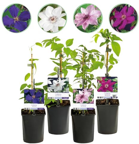 GreenboutiQ - Kletterpflanze - Clematis Rainbow - Blüte Rosa Weiß Lila Rot - Wenig Pflege - 4 Pflanzen - Topf 11cm Höhe 40cm