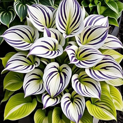 Hosta Winterharte Mehrjährige,Schnelles Wachstum-Garteneinsätze im Freien-Einfach zu Pflegen,funkien,Seltene,mit auffälligen Blüten.-8Wurzel-E