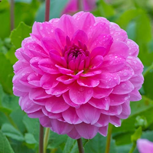 Votaniki Rosella Dahlia Bulbs - Large Blooms, Perennial, Vibrant Pink Blooms - Dahlia Decorative Rosella for a Stunning Flower Display - Easy to Grow (1 Pack)