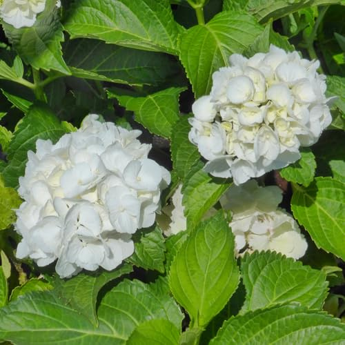 Ortensia a fiore Bianco, 4 piante alte 20/30 cm, vaso Ø13