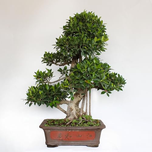 KENTIS - Bonsai Ficus Microcarpa - Piante Vere da Esterno - Vaso Artigianale in Ceramica - (Bonsai Ficus Retusa, Vaso in Ceramica 46 cm)