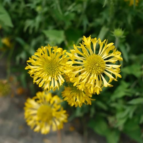 semillas de manta, gaillardia, Decoración de jardín para exteriores, alfombra, macizo de con orgánicas para lugares soleados 500pcs