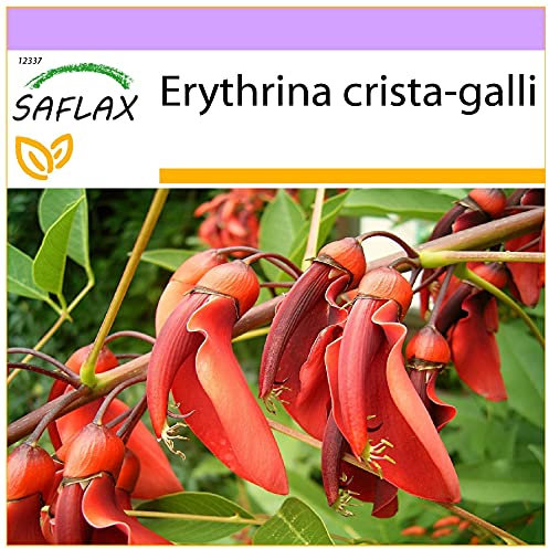 SAFLAX - Árbol del coral - 6 semillas - Erythrina crista galli