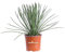 Pianta di Agave Geminiflora pianta da esterno pianta succulenta pianta grassa pianta ornamentale di Agave pianta di Agave varietà Geminiflora pianta vera venduta da eGarden.store (Vaso 15 cm)