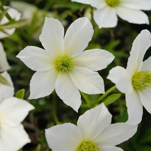 2 x Clematis Early Sensation | Set med 2 städsegrön klätterväxter - Perenn - Vit | 2 x 1,5 liters krukor