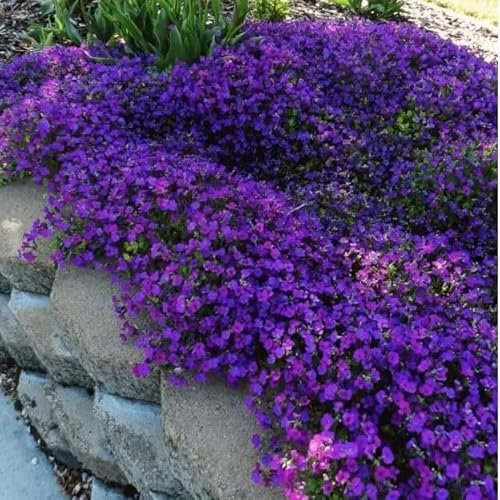 Rock Cress Whitewell Gem - 400 Seeds + Freebie + Plant Tag (Aubrieta hybrida)
