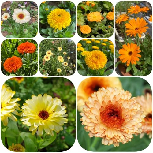 Semi di calendula - Calendula officinalis semi di come bomboniera selvatici resistenti per giardini rocciosi copertura del terreno per giardinieri da 450pcs