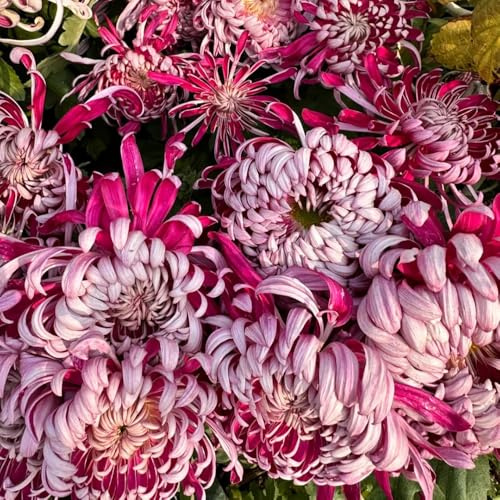 chrysanthemen, balkon bio seltene alte sorten garten winterharte exotisch deko 300samen