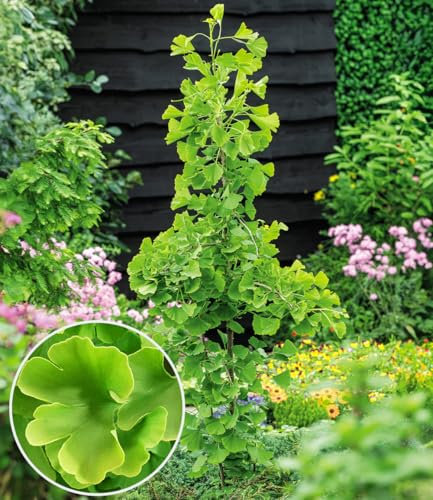 BALDUR Garten Fächerblattbaum Ginkgo biloba,1 Pflanze,Ein 'lebendes Fossil',Fächerförmige Blätter,Leuchtend gelbe Herbstfärbung,Winterhart,Mehrjährig